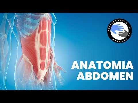 Anatomia y musculos del abdomen
