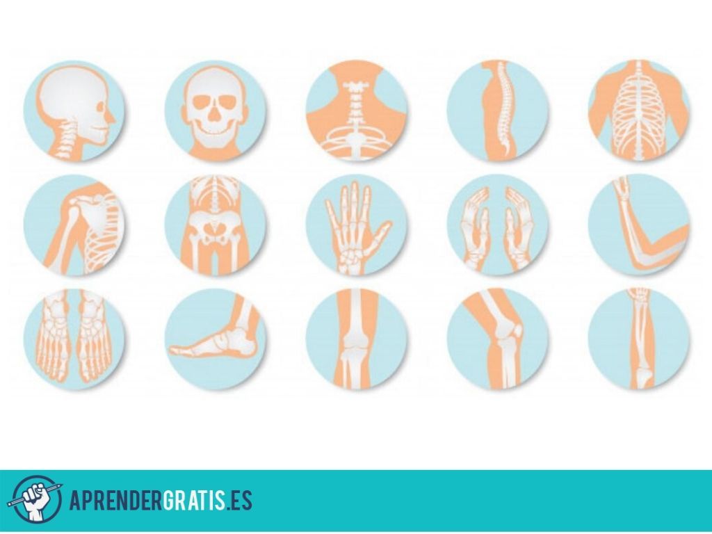 Curso sobre el metabolismo del Calcio en el cuerpo