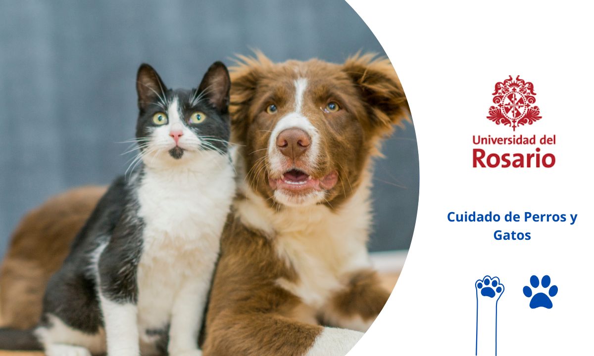 cuidado de mascotas y terapias con perros y gatos