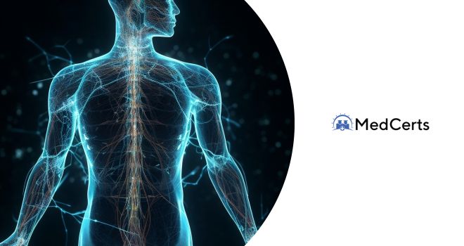 Curso de terminología médica para el cuerpo humano