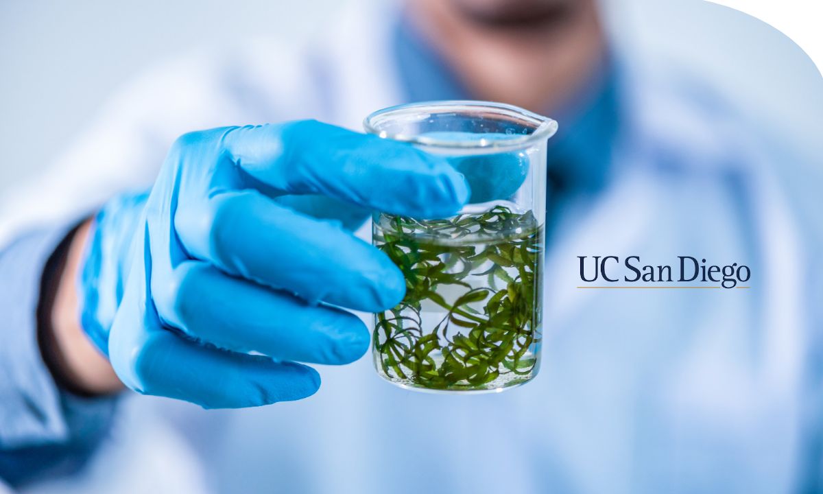 Curso online sobre biotecnología de algas y microalgas