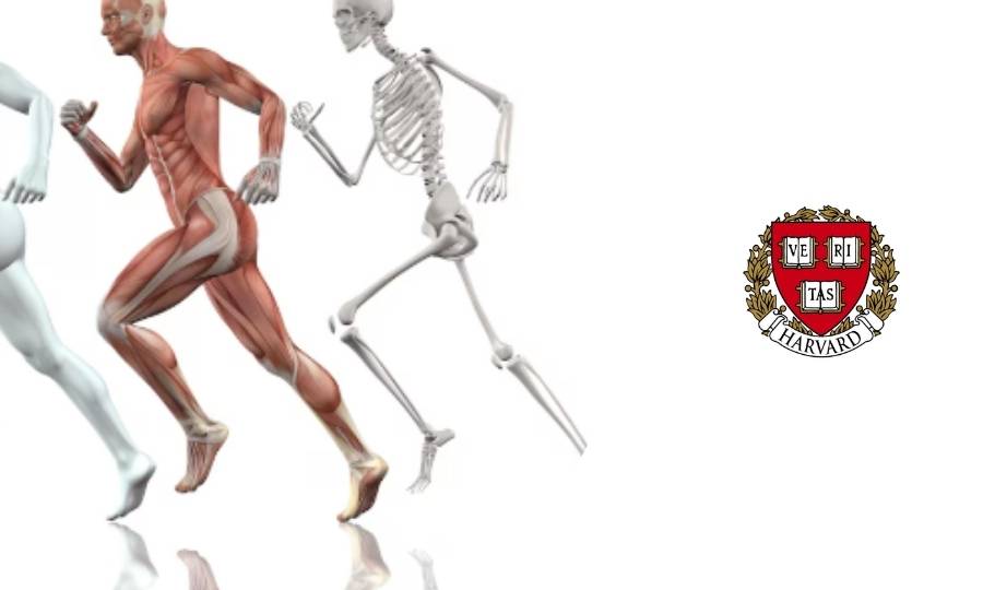 curso de anatomía musculoesquelética