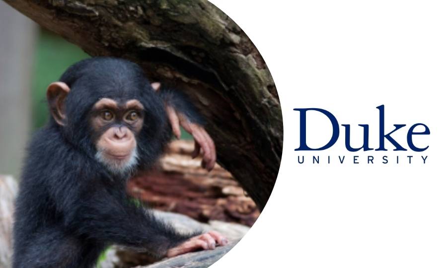 curso sobre el cuidado de chimpancés