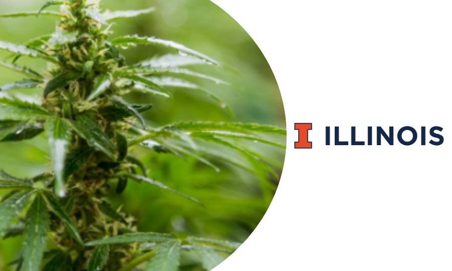 curso sobre cómo hacer crecer mejor el cannabis