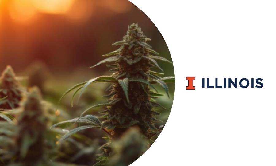 curso sobre cómo propagar el cannabis correctamente